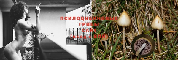 apvp Алзамай