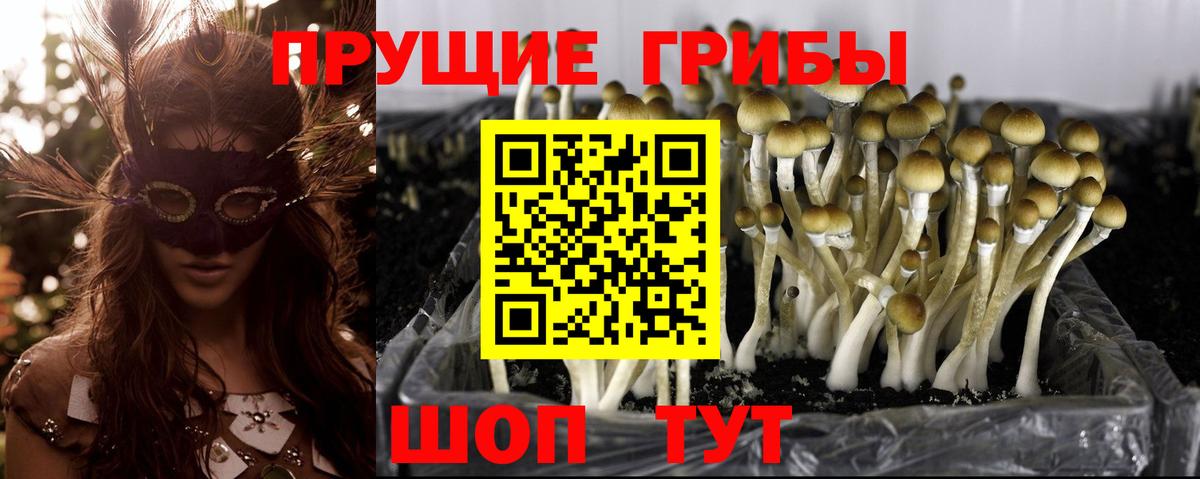 Галлюциногенные грибы Cubensis Благодарный